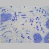 Intestino Delgado 34.jpg